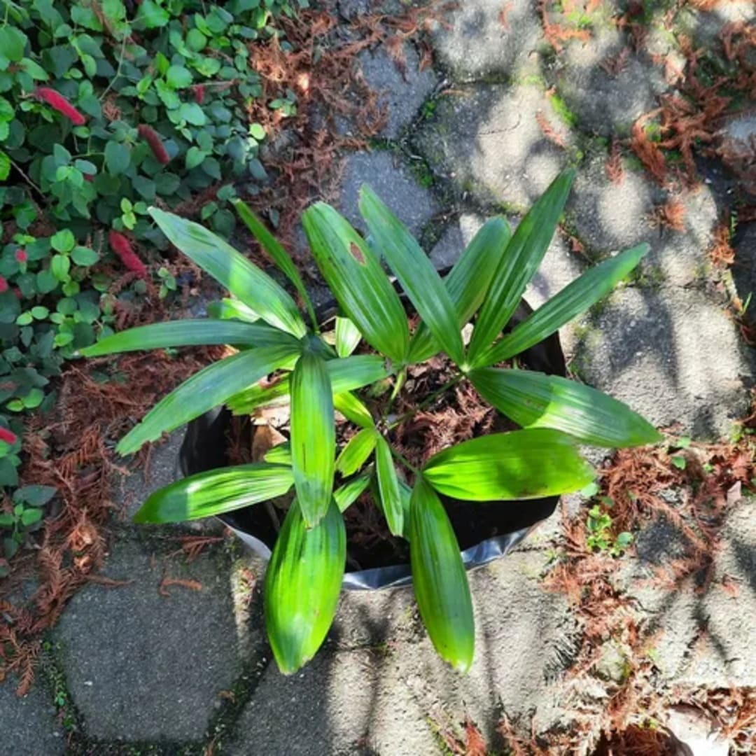 Rhapis Excelsa Palmera Rafia - Miniatura 2