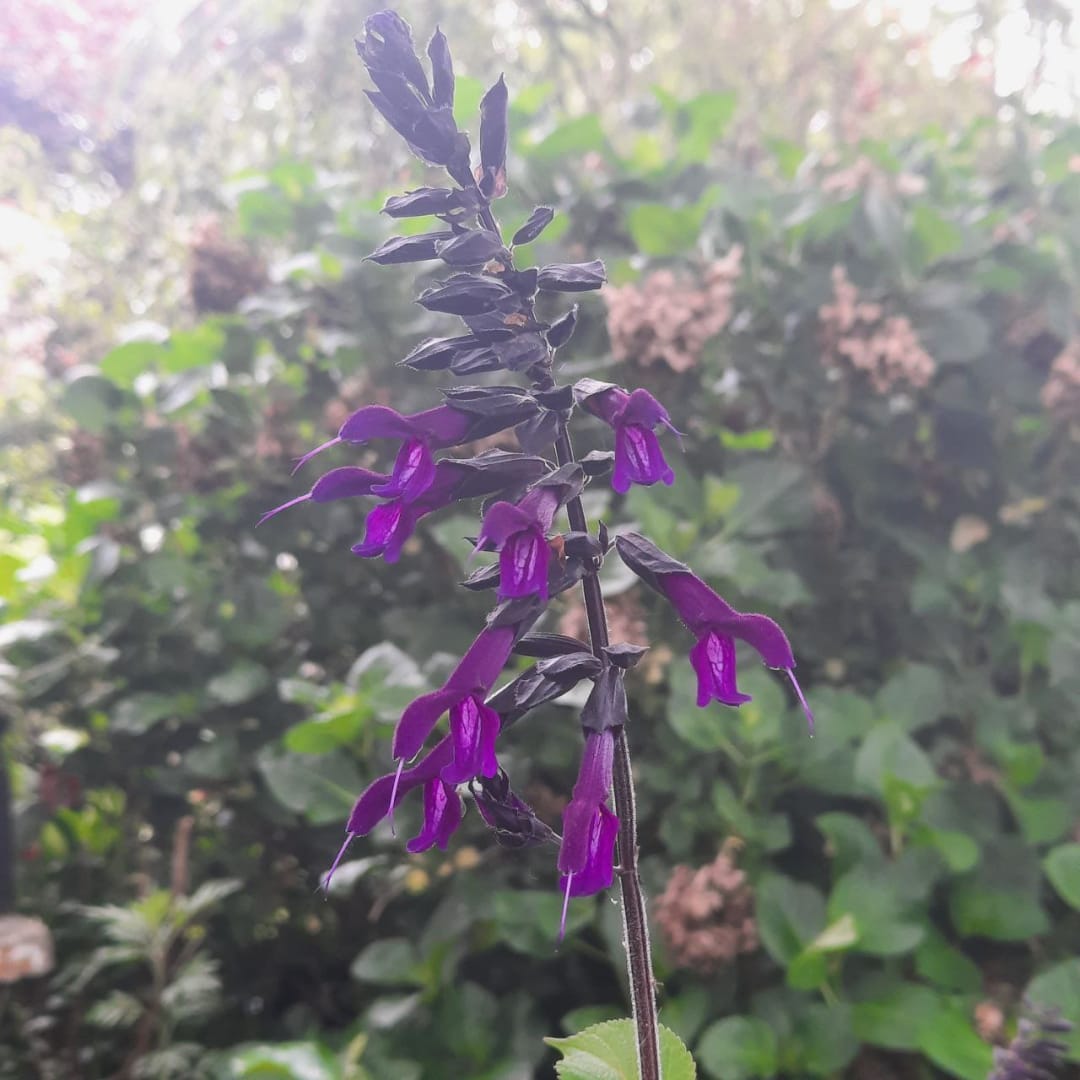 Salvia Guaranitica - Miniatura 2