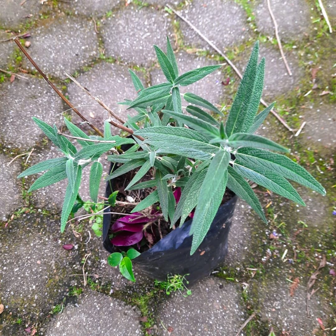 Salvia leucantha, Salvia mexicana, Velvet sage - Miniatura 6