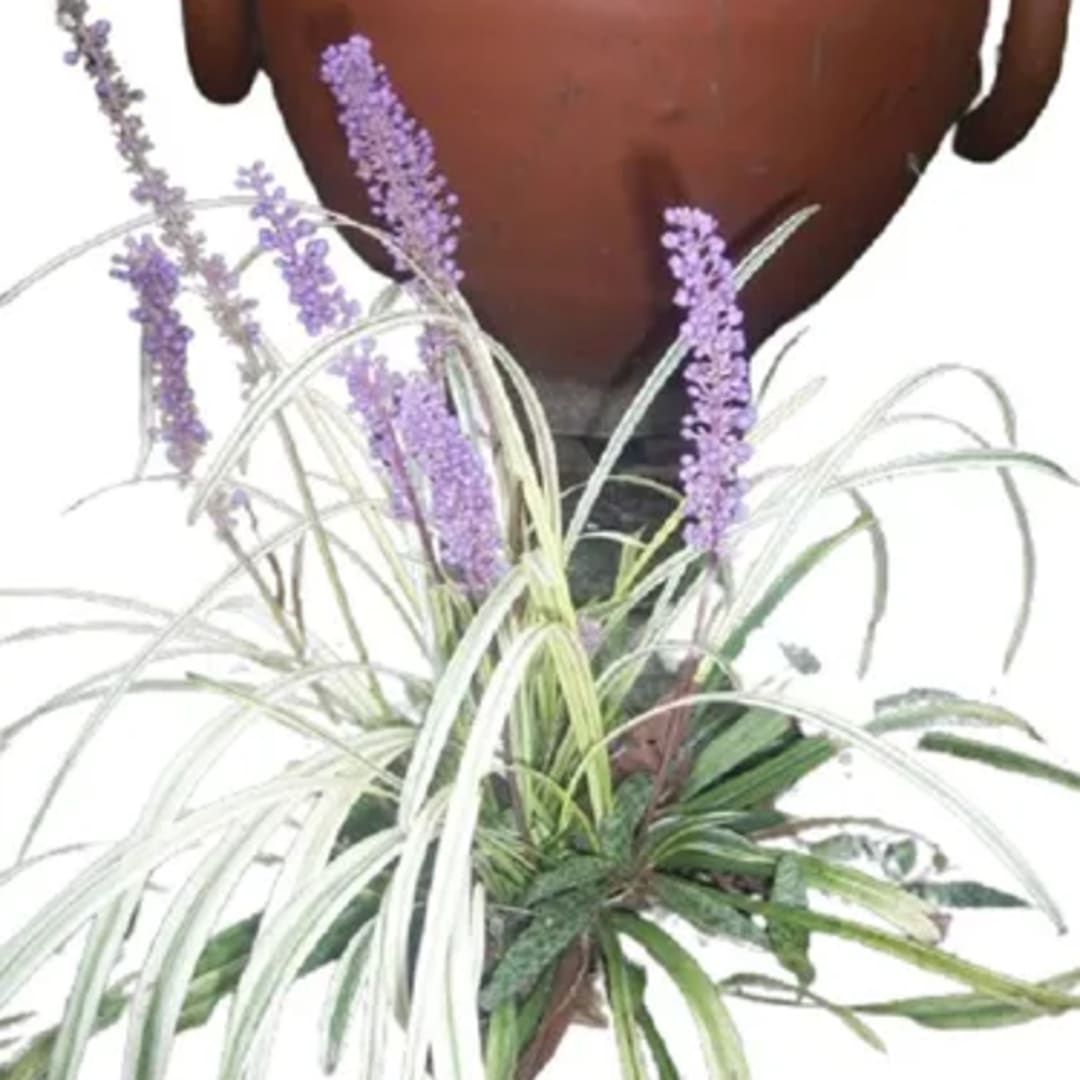 Serpentina Liriope Muscari - Imagen 1