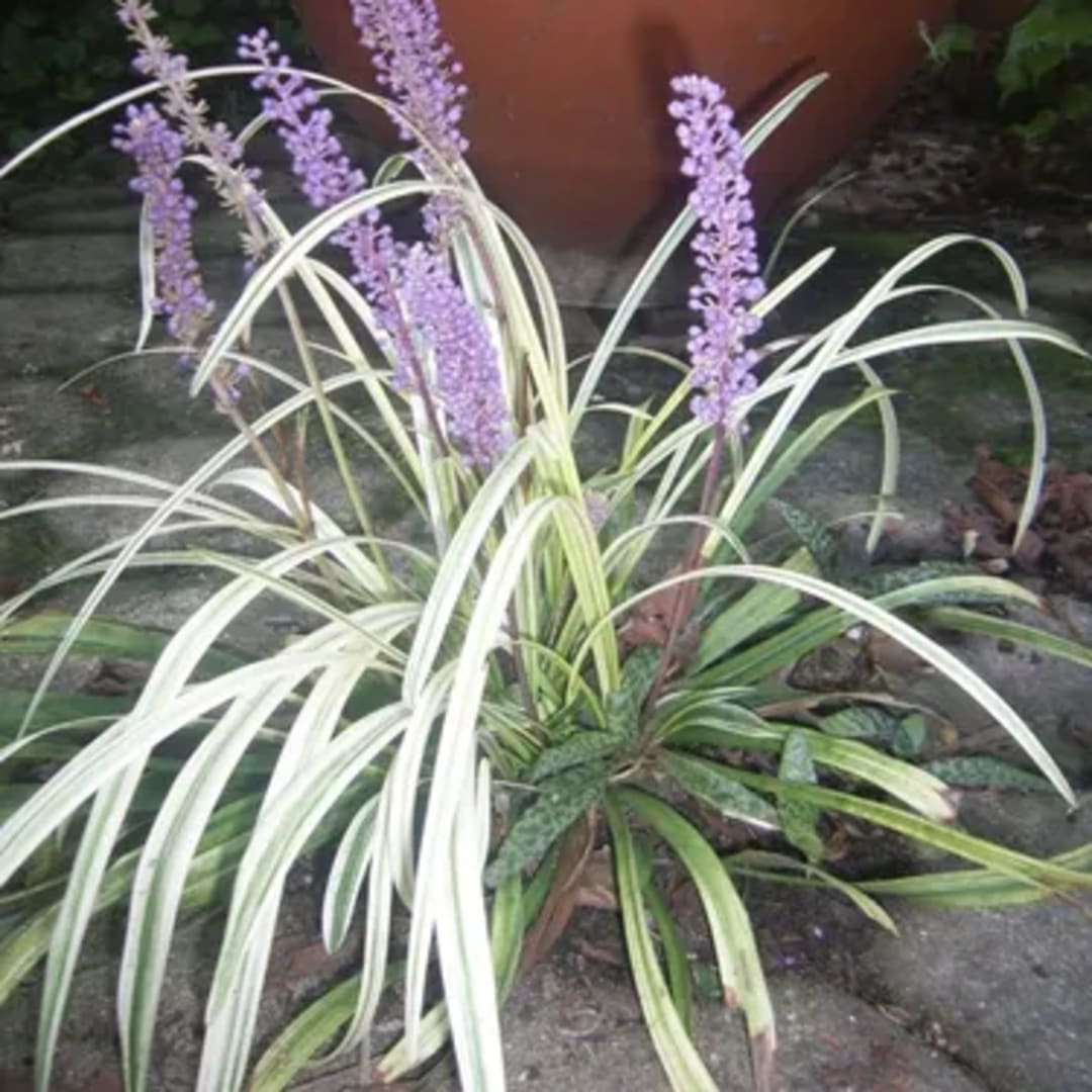 Serpentina Liriope Muscari - Miniatura 2