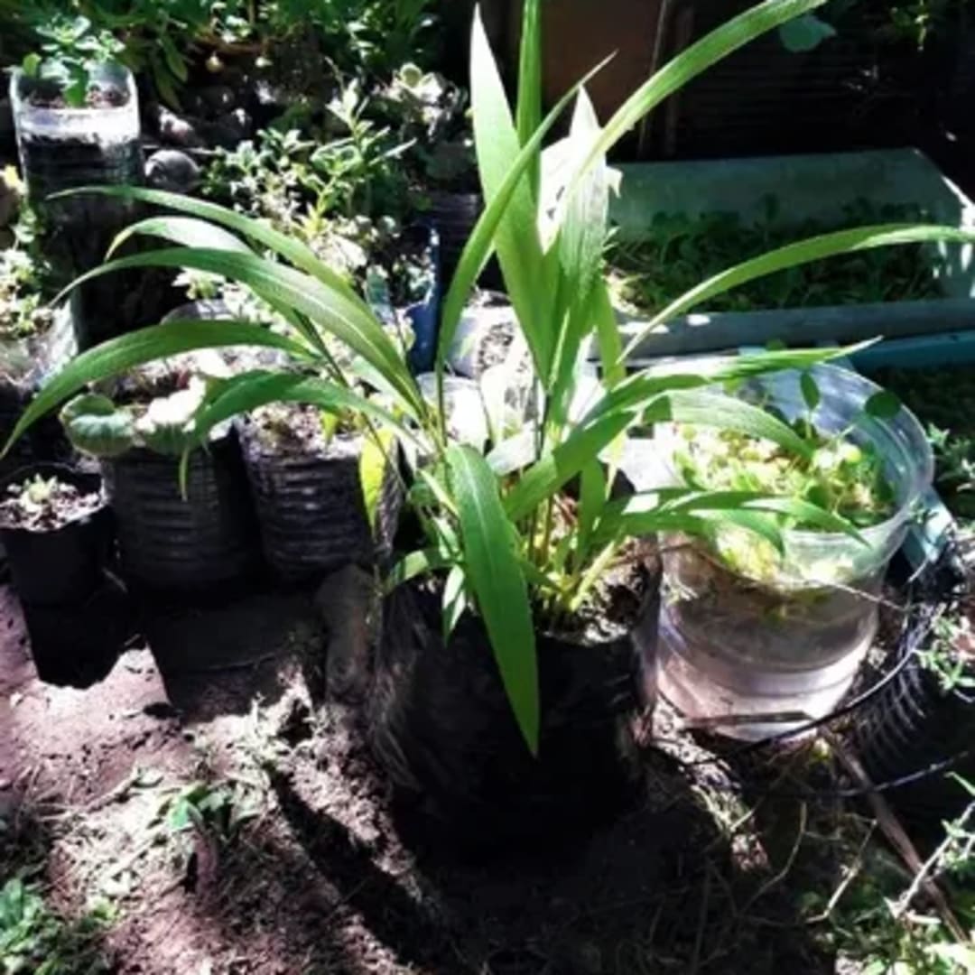 Setaria Palmifolia Palma - Miniatura 2