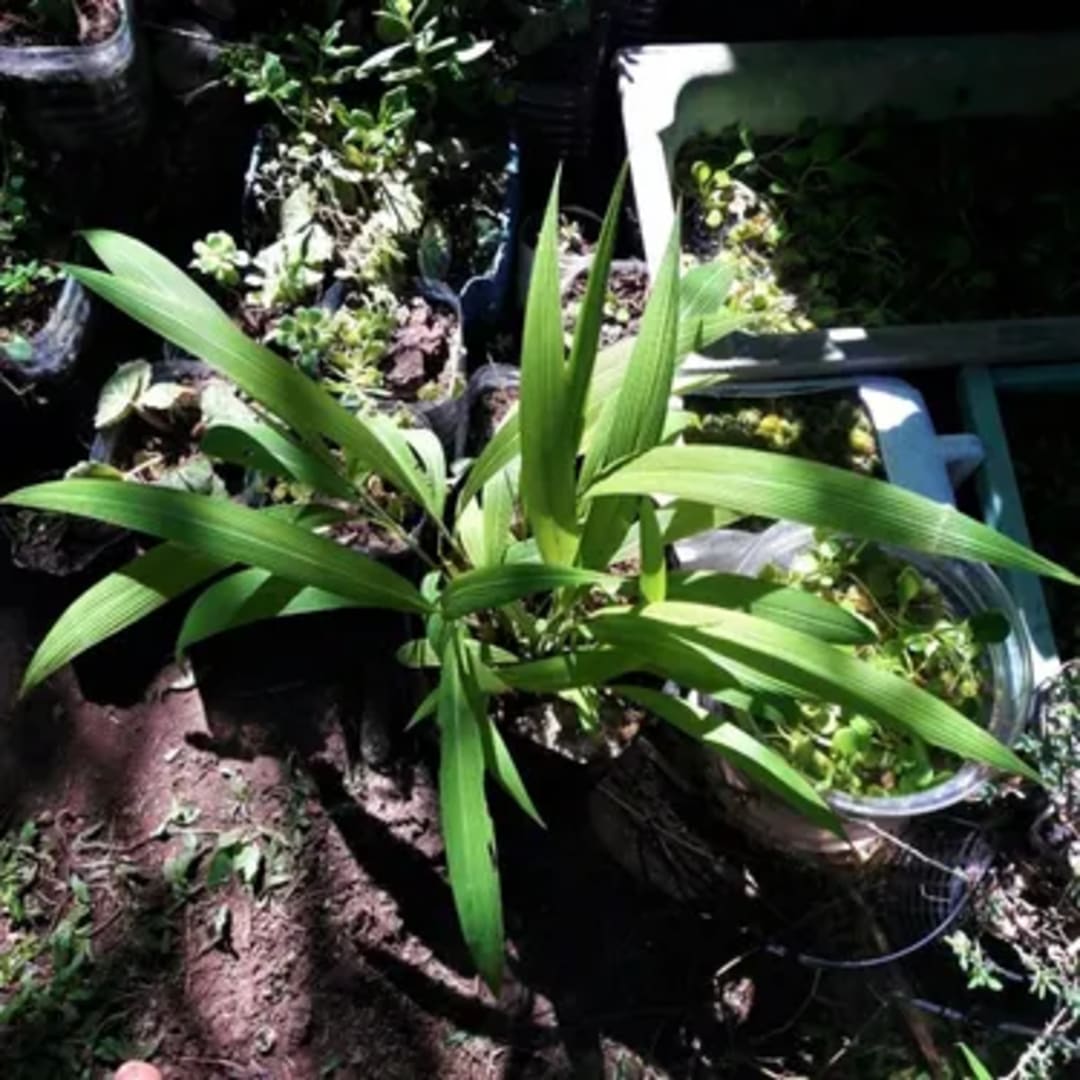 Setaria Palmifolia Palma - Miniatura 3