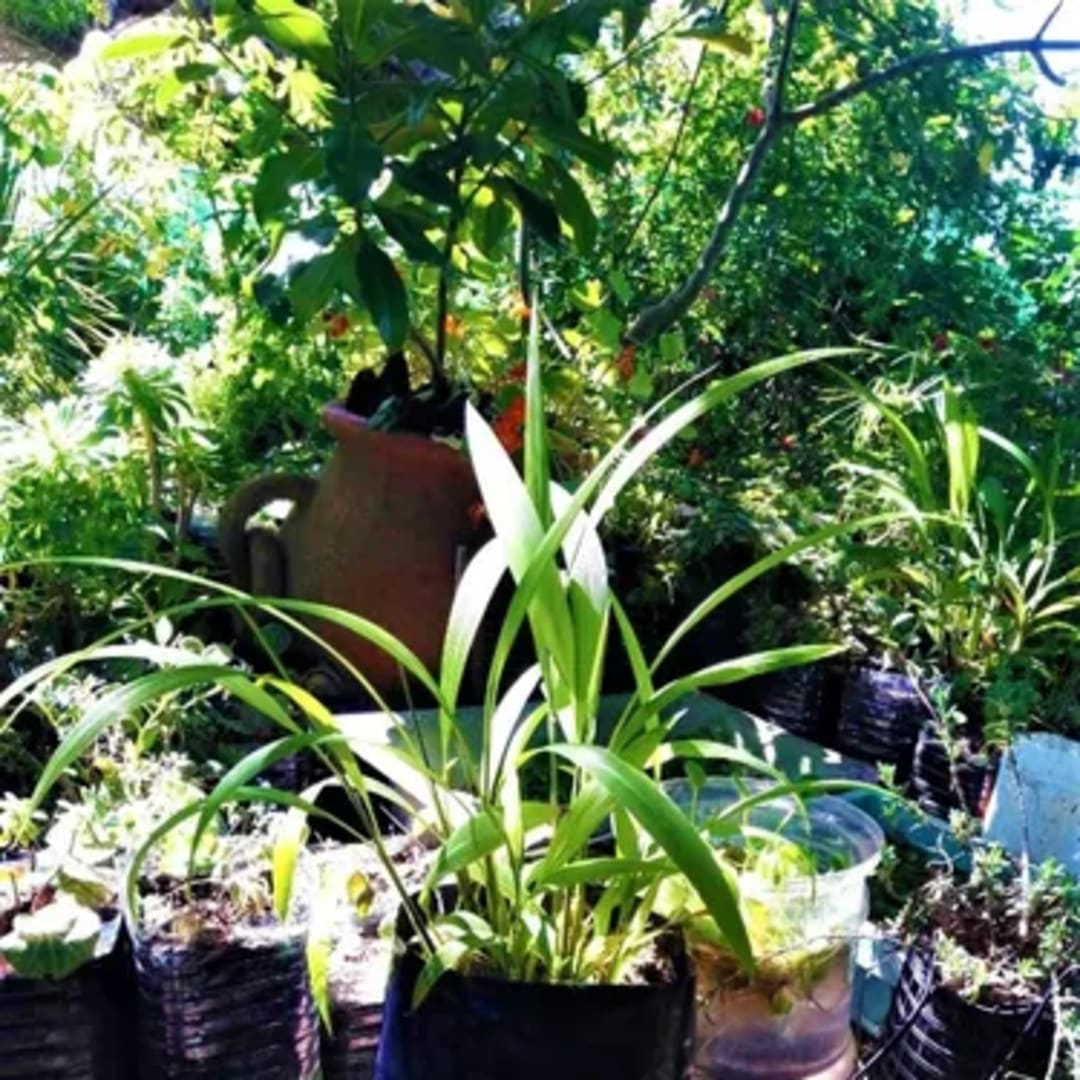 Setaria Palmifolia Palma - Miniatura 4