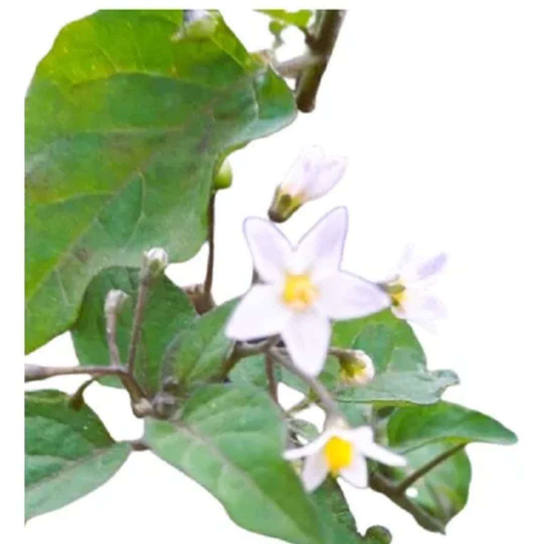 Solanum Nigrum Hierba Mora - Imagen 1