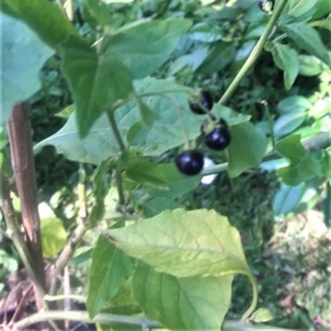 Solanum Nigrum Hierba Mora - Miniatura 2