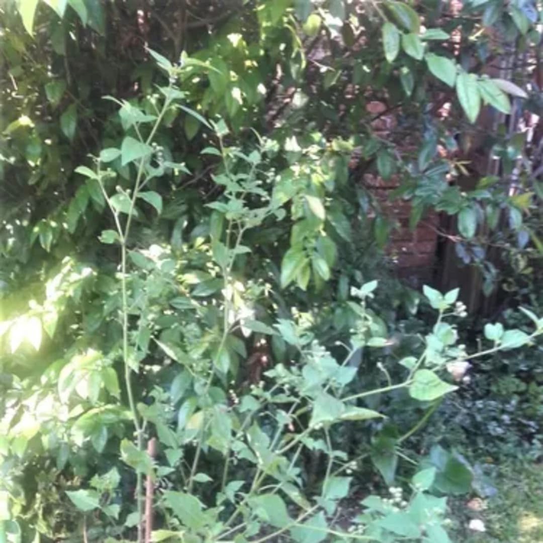 Solanum Nigrum Hierba Mora - Miniatura 4