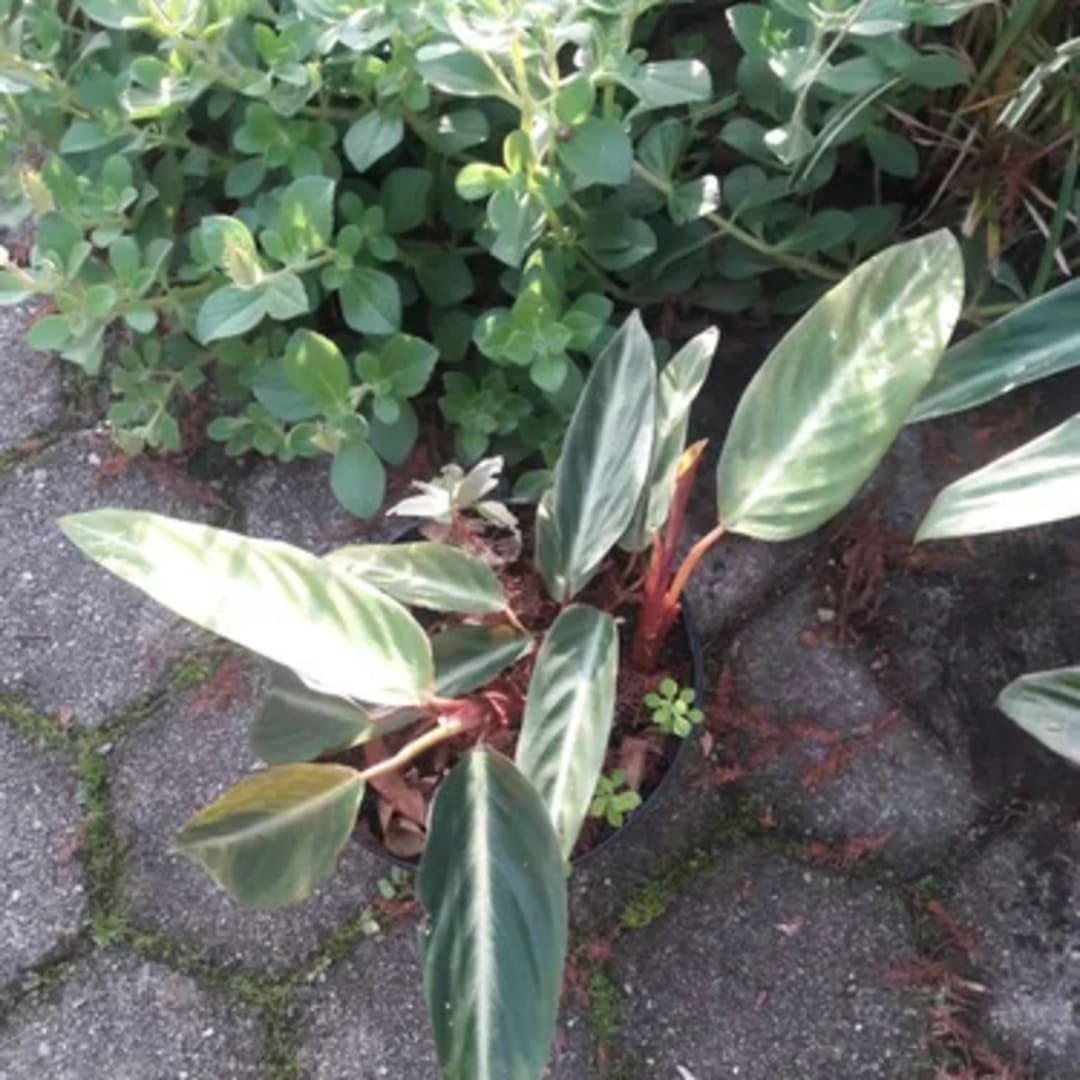 Stromanthe Sanguinea Calathea - Miniatura 2