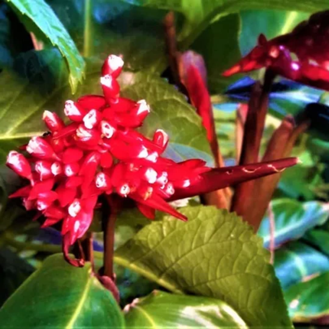 Stromanthe Sanguinea Calathea - Miniatura 3