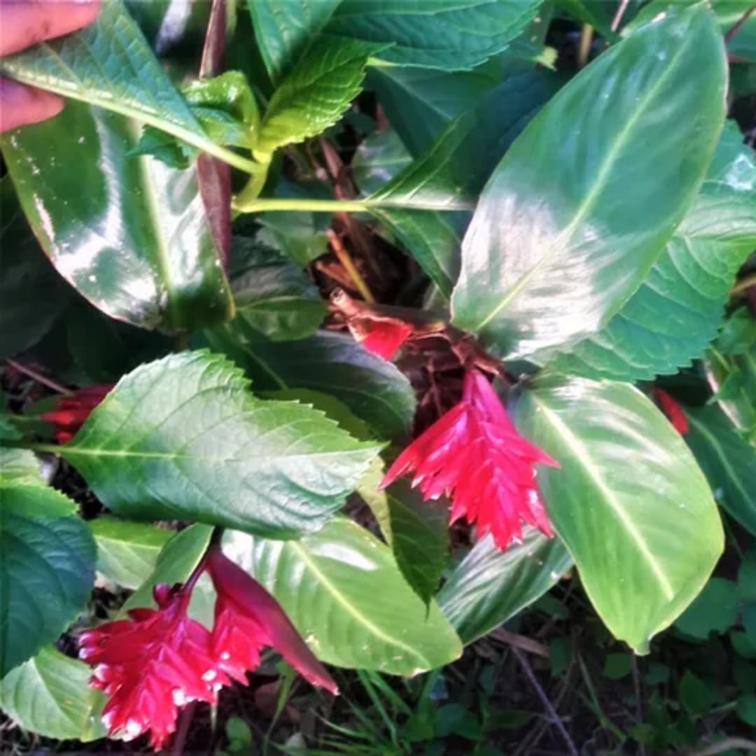 Stromanthe Sanguinea Calathea - Miniatura 4