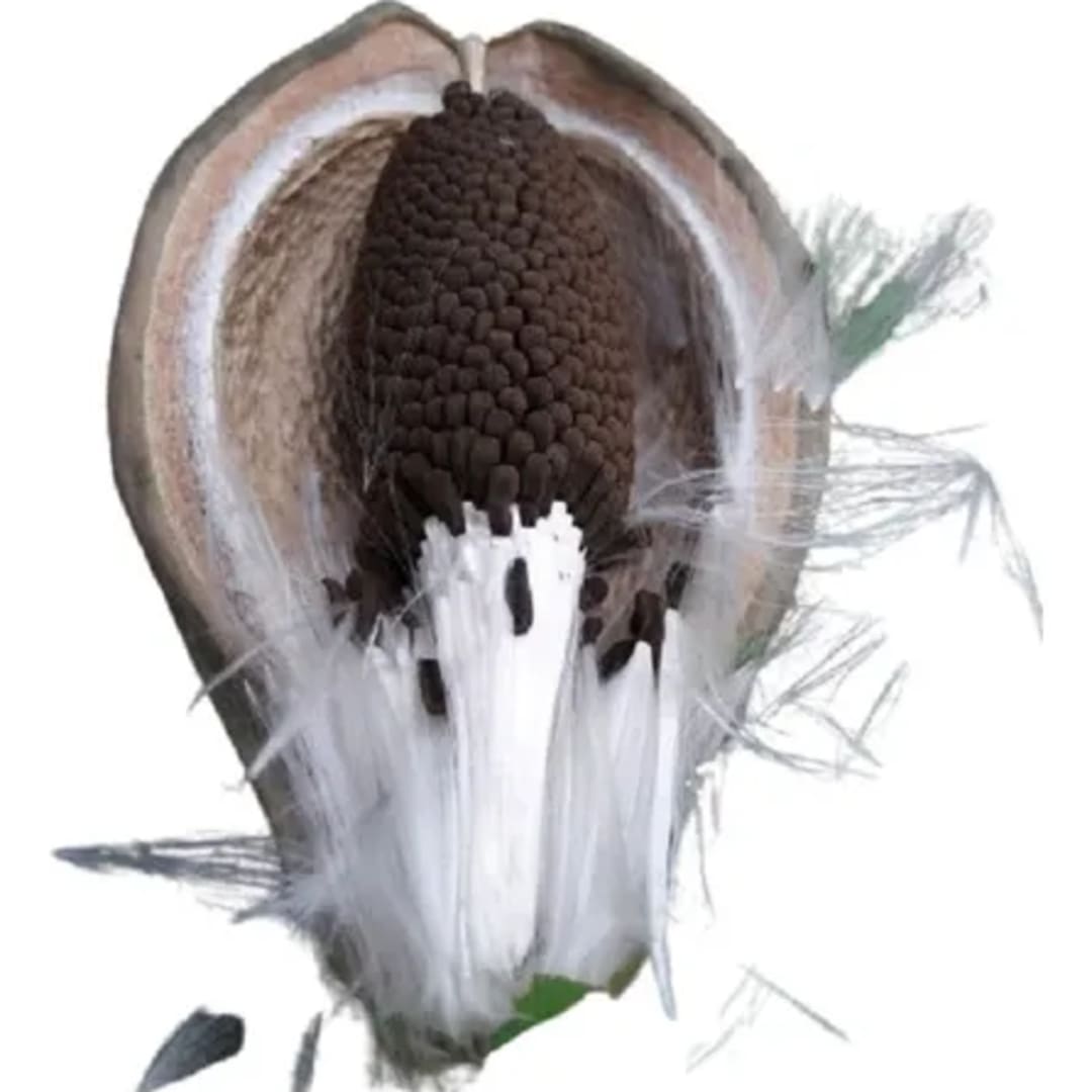 Tasi Araujia Sericifera - Imagen 1