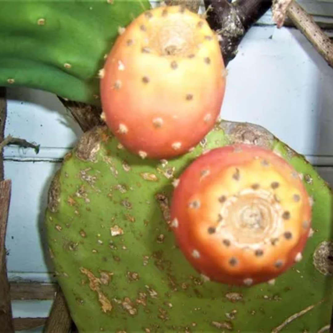 Nopal Tuna sin espinas - Opuntia Ficus Indica - Palma forrajera - Miniatura 2