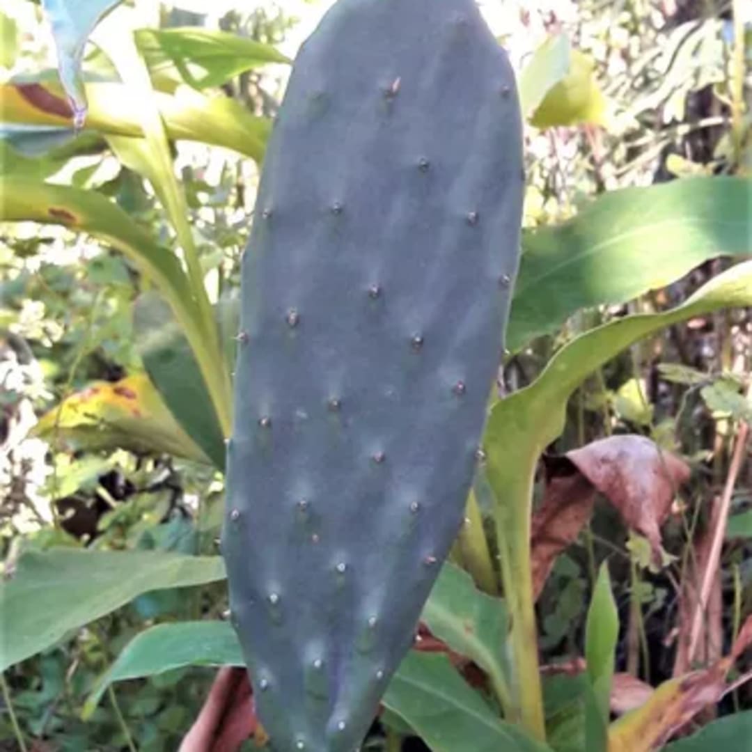 Nopal Tuna sin espinas - Opuntia Ficus Indica - Palma forrajera - Miniatura 3