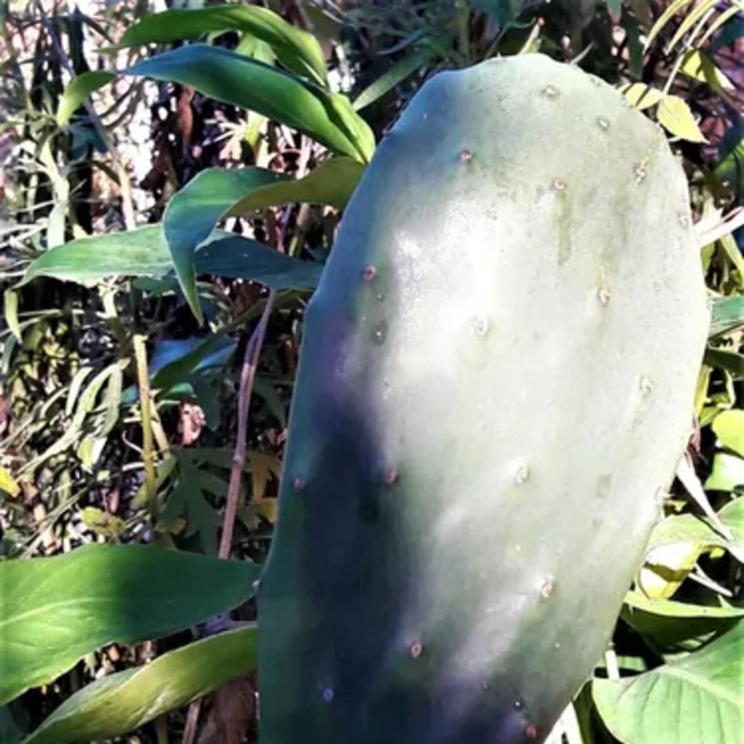Nopal Tuna sin espinas - Opuntia Ficus Indica - Palma forrajera - Miniatura 4