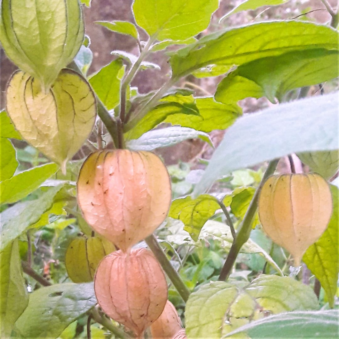 Physalis Peruviana Aguaymanto Uchuva - Miniatura 2