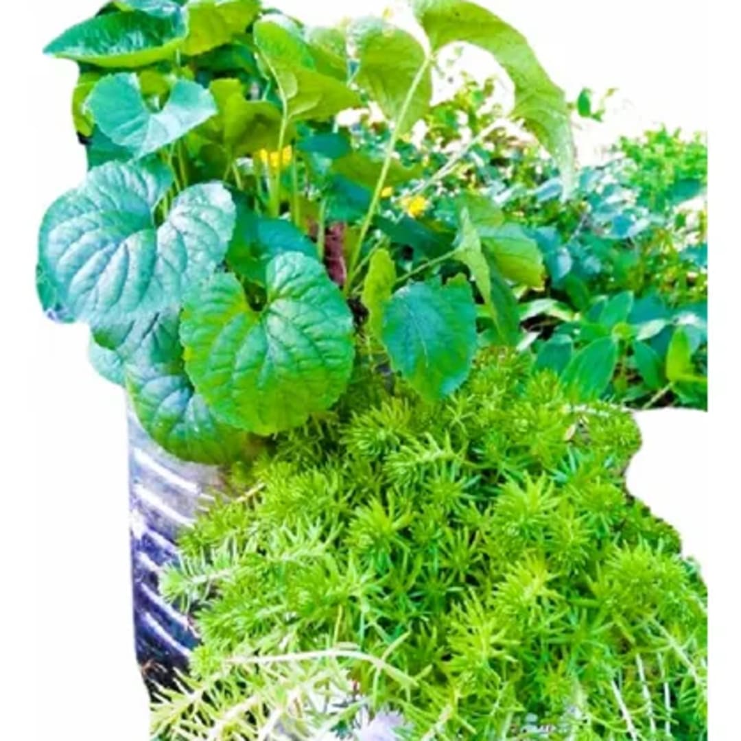 Viola Odorata Sedum Sexangulare - Imagen 1