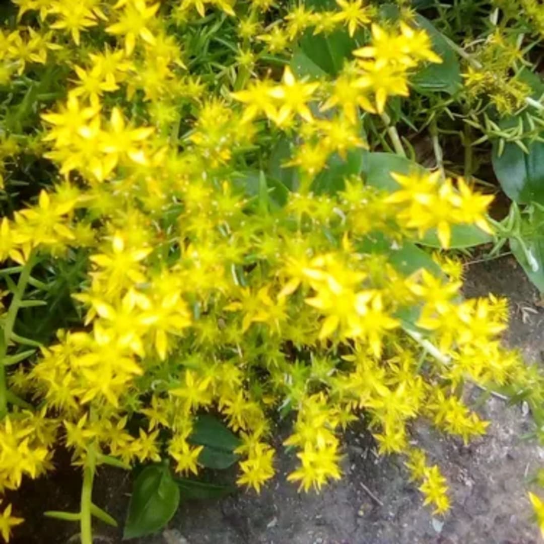 Viola Odorata Sedum Sexangulare - Miniatura 2