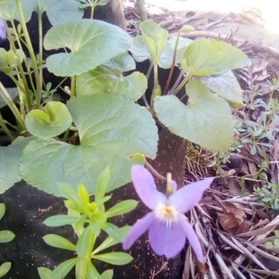 Viola Odorata Sedum Sexangulare - Miniatura 3