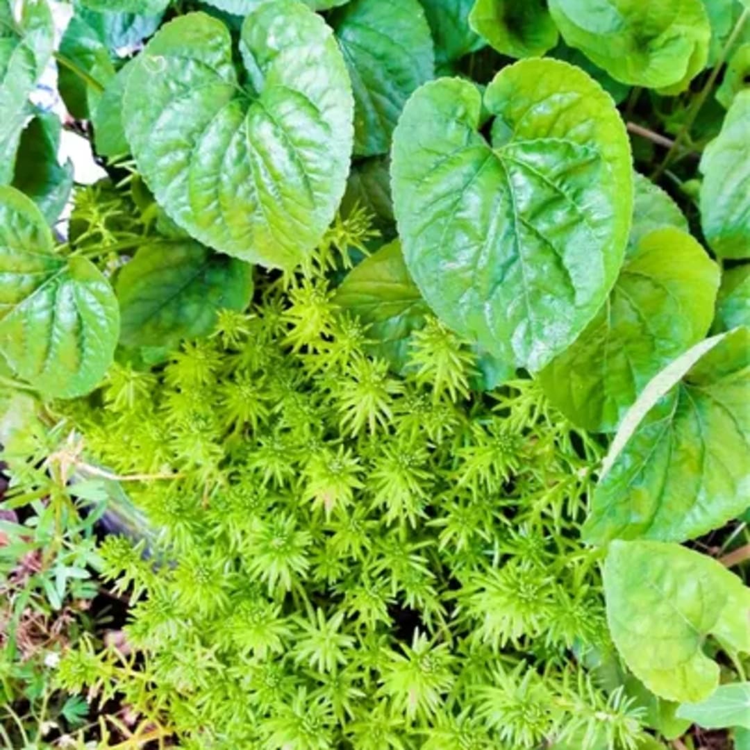 Viola Odorata Sedum Sexangulare - Miniatura 5