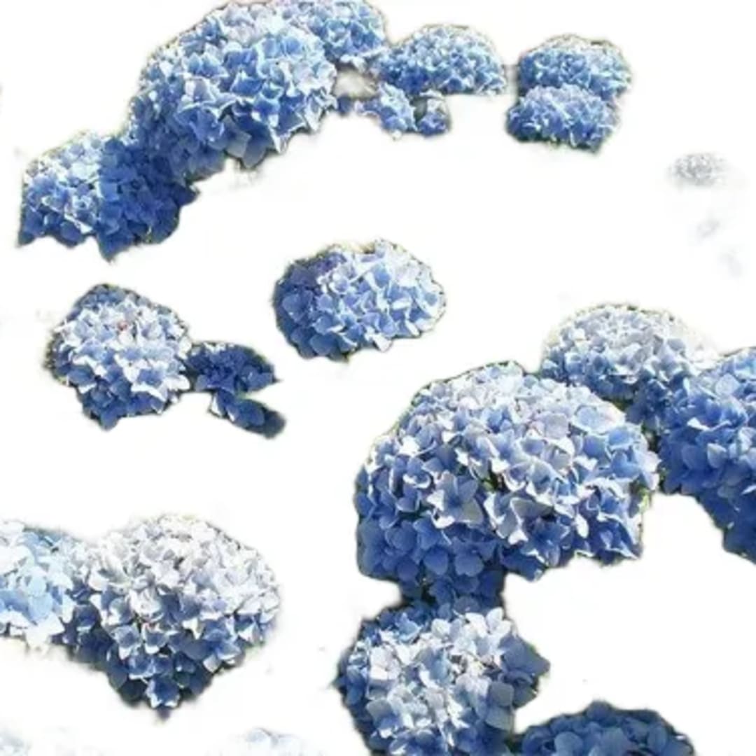 Hortensia Azul Hydrangea - Imagen 1