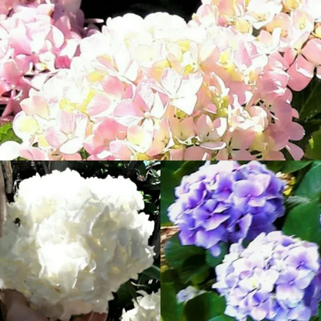 Hortensia Azul Hydrangea - Miniatura 2