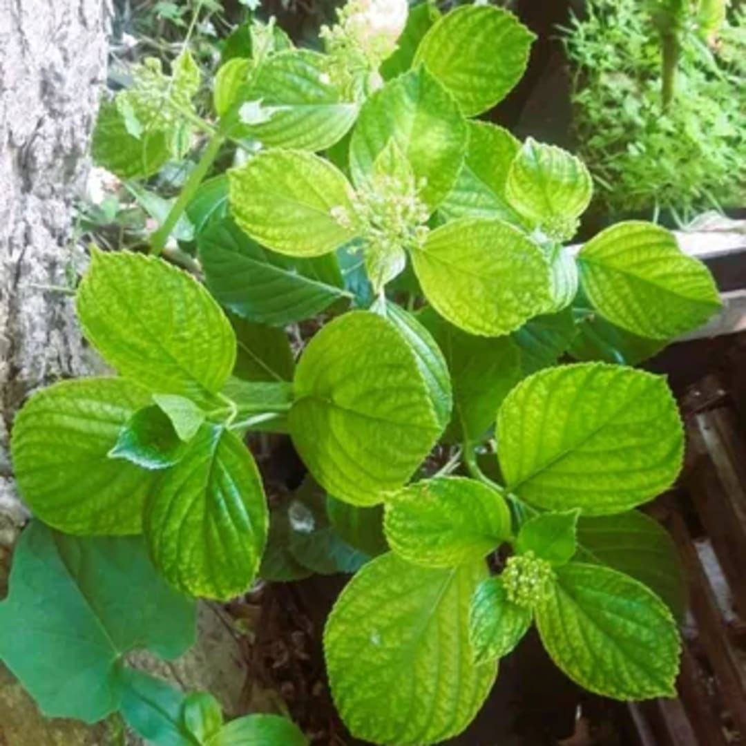 Hortensia Azul Hydrangea - Miniatura 3
