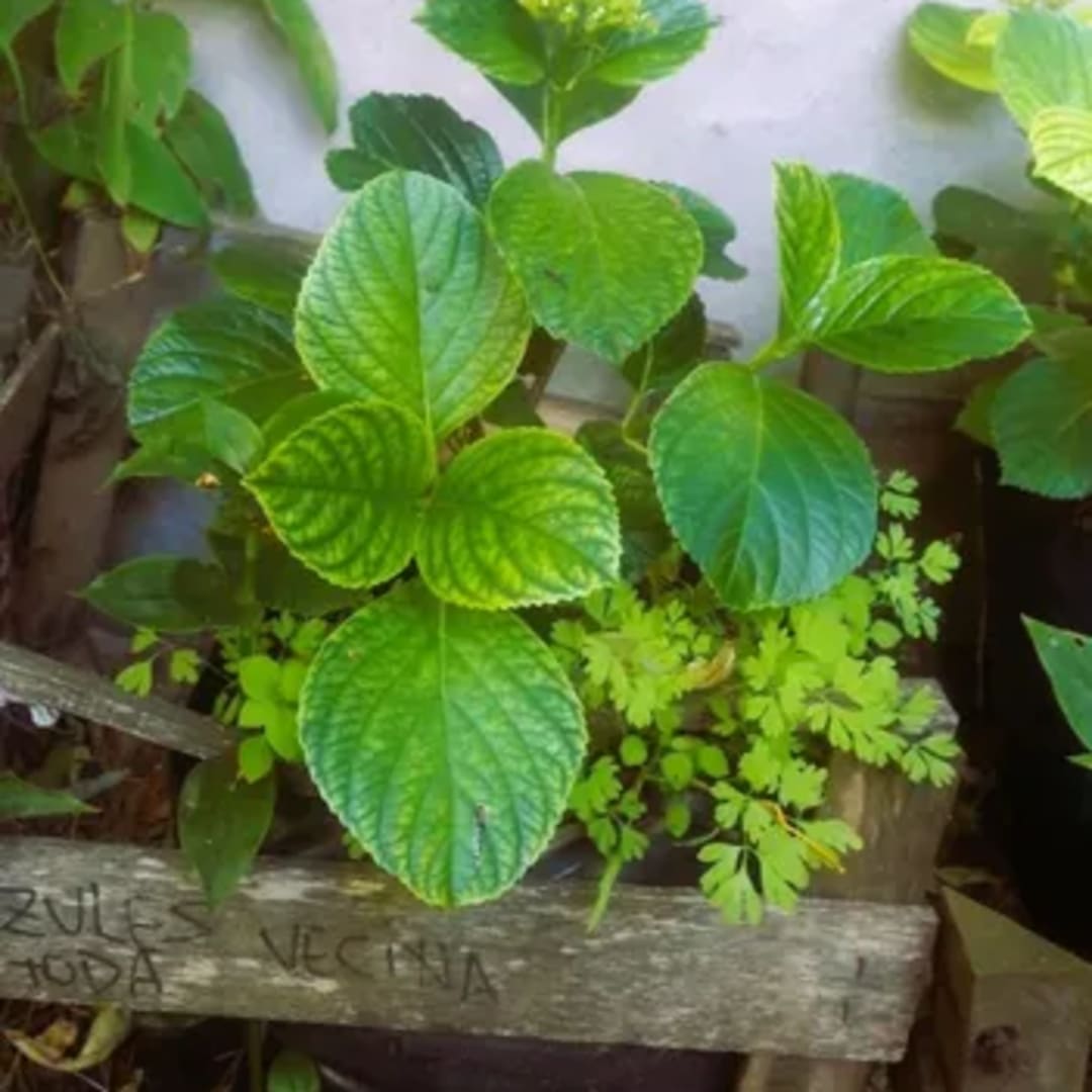 Hortensia Azul Hydrangea - Miniatura 4