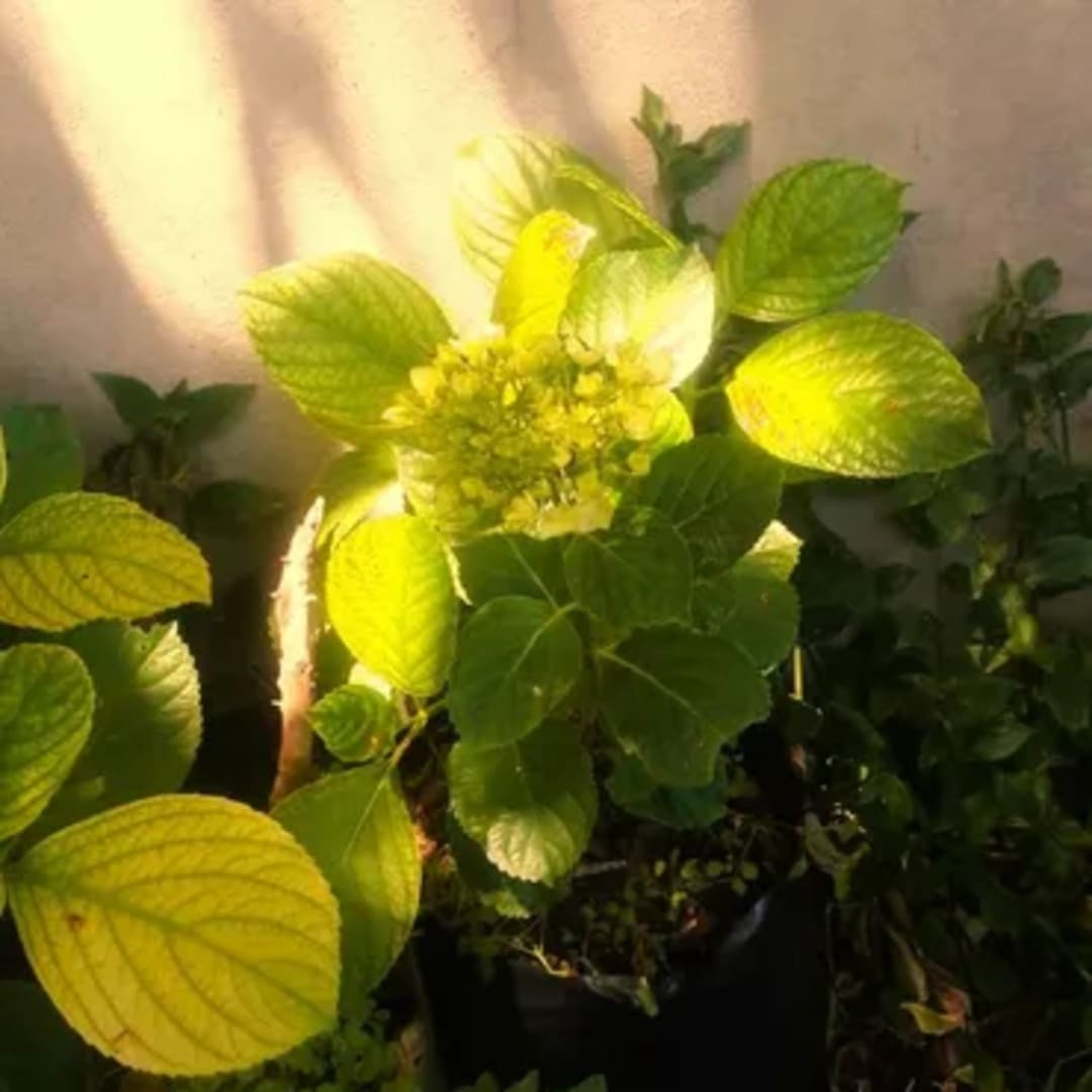 Hortensia Azul Hydrangea - Miniatura 5