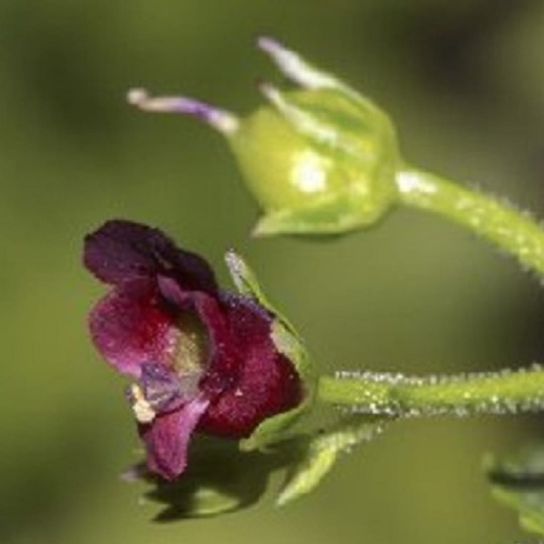 Escrofularia Scrophularia Peregrina - Miniatura 2