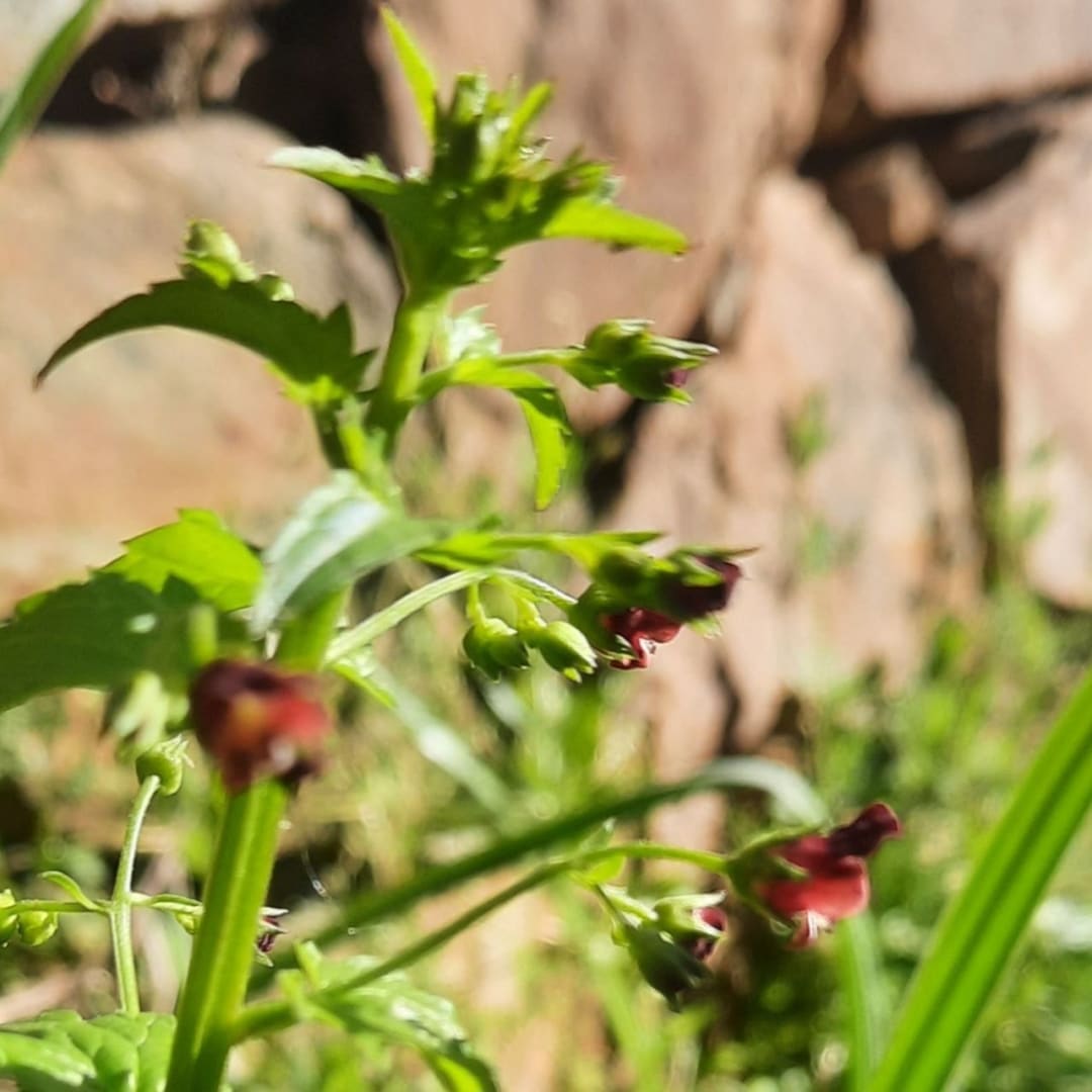 Escrofularia Scrophularia Peregrina - Miniatura 4