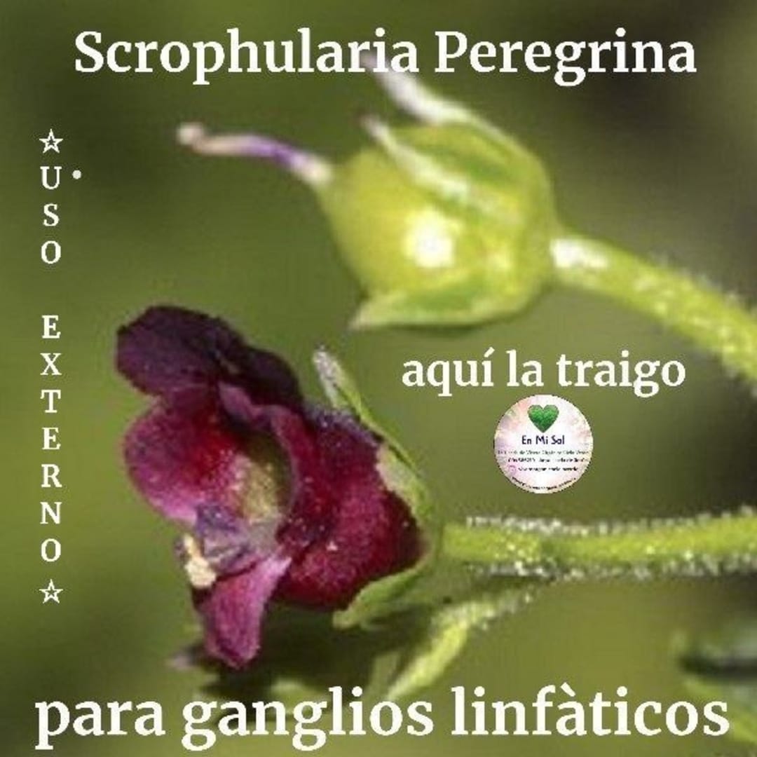 Escrofularia Scrophularia Peregrina - Imagen 1