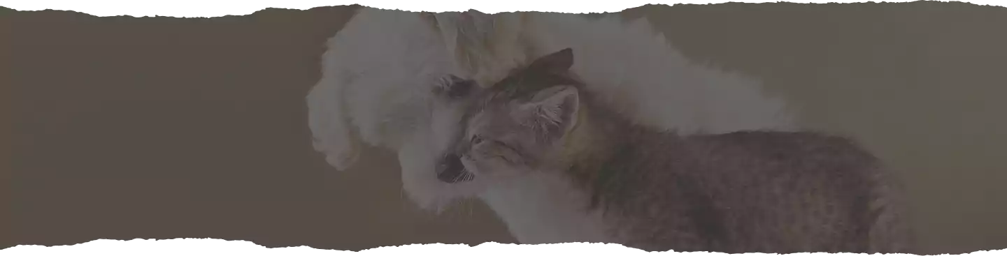 Sunny-Day Sale Background