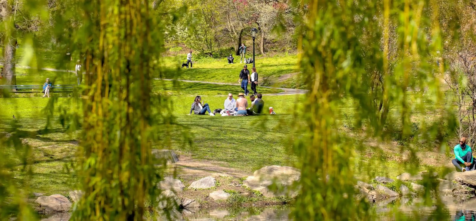 Sunbathers and picnickers spread across the Great Lawn in Central Park on a summer afternoon