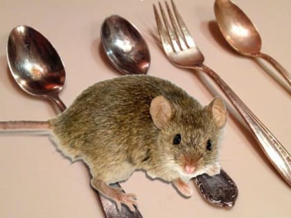 В ЦУР рассказали о защите от мышиной лихорадки
