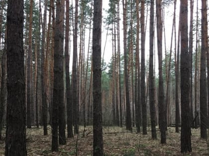 В уфимском лесу потерялась женщина: потребовалась помощь спасателей