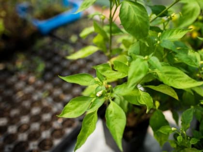 Даже чахлая рассада ринется в рост: подкормите ее этим продуктом