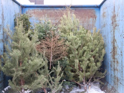 В столице республики началась ежегодная экологическая акция «Ёлки в щепки».