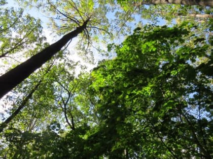 Центр защиты леса Республики Башкортостан подготовил отчет о ведении государственного лесопатологического мониторинга