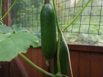 Эксперты предсказывают будущее экономики страны