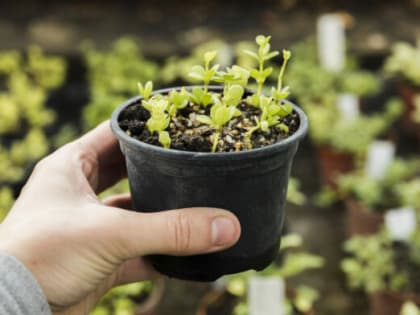 Удобрения без этого не работают: Обязательное условие для любой рассады — 3 условия