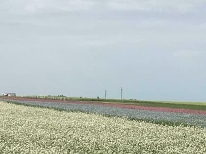 В Башкирии предоставили фермерскому хозяйству землю под лён и гречиху без торгов