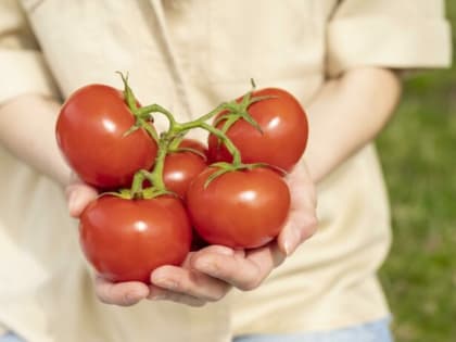 Сажаем 2 сорта помидоров — и балдеем, собирая урожай: сочные и самые сладкие