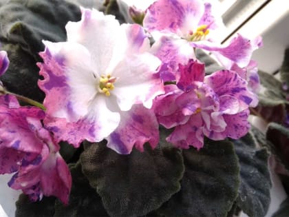 Новая формула подкормки от агронома Давыдовой для всех ваших цветов: бурное цветение гарантировано