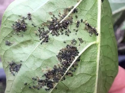 Тля боится его, как огня: этот адский эликсир спасет ваш урожай