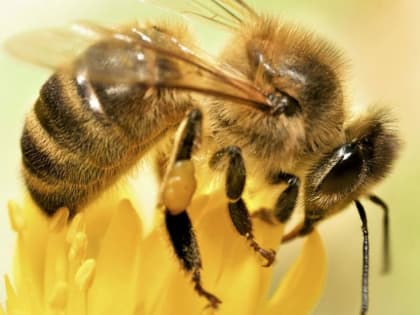 Обсудят рой вопросов