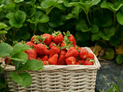 1 горсть под каждый куст — и клубника завалит мощными сладкими ягодами: Это не подкормка, а бриллиант чистой воды