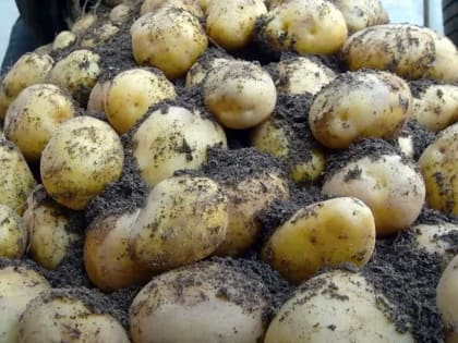 Идеальные условия для хранения картофеля в квартире