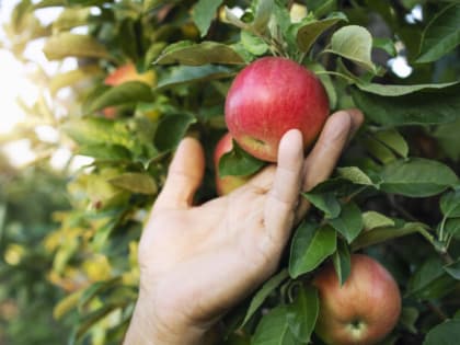 Отец-огородник закапывал ржавые гвозди под яблоню: Сладкие яблоки собирал мешками — вот в чём его секрет