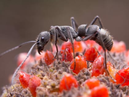 Поставили 3 коробочки у муравейника — и ушли спать: даже муравьиная матка «копыта откинула», вот это средство
