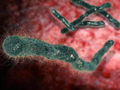 Сибирская язва